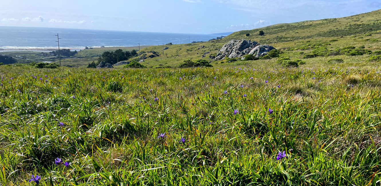 Chanslor Ranch - view of wildflowers and coastal hills
