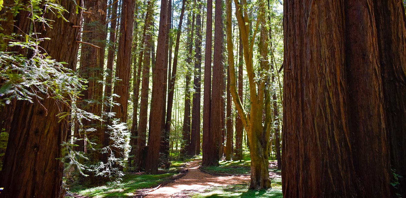 Monte Rio Redwoods - Dutch Bill Creek Trail