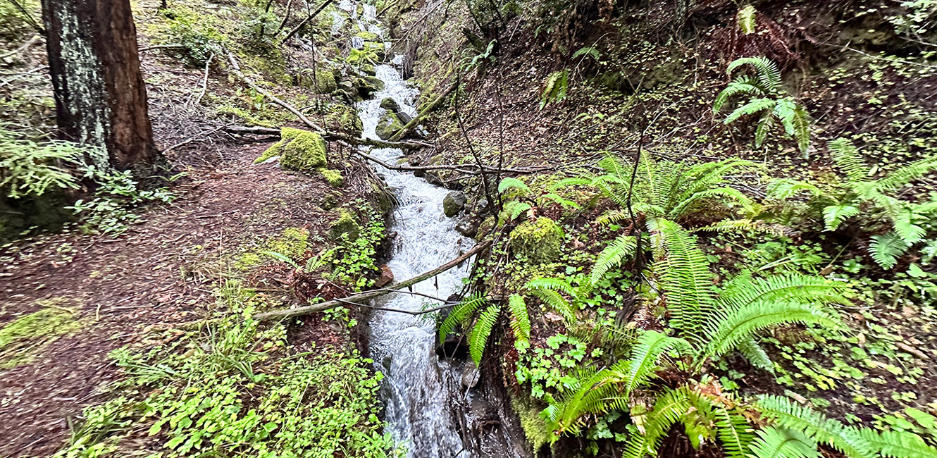 A seasonal cascade at Monte Rio Redwoods Regional Park and Open Space Preserve