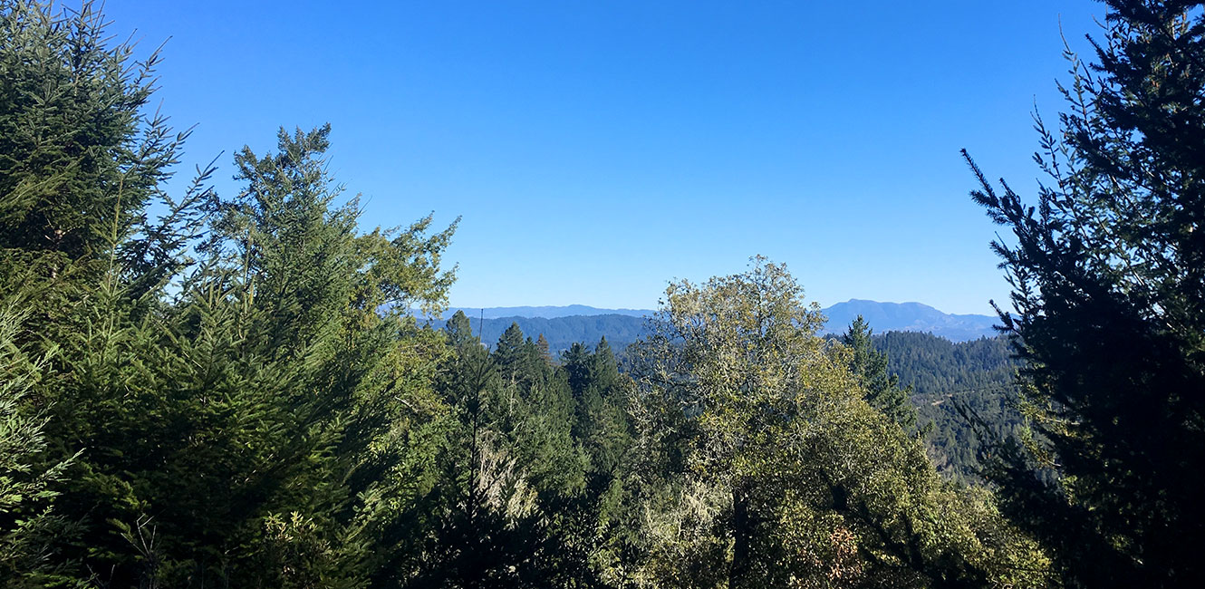 Monte Rio Redwoods - view