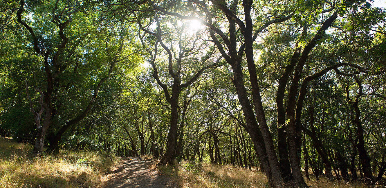 Oak woodland at North Sonoma Mountain Regional Park and Preserve