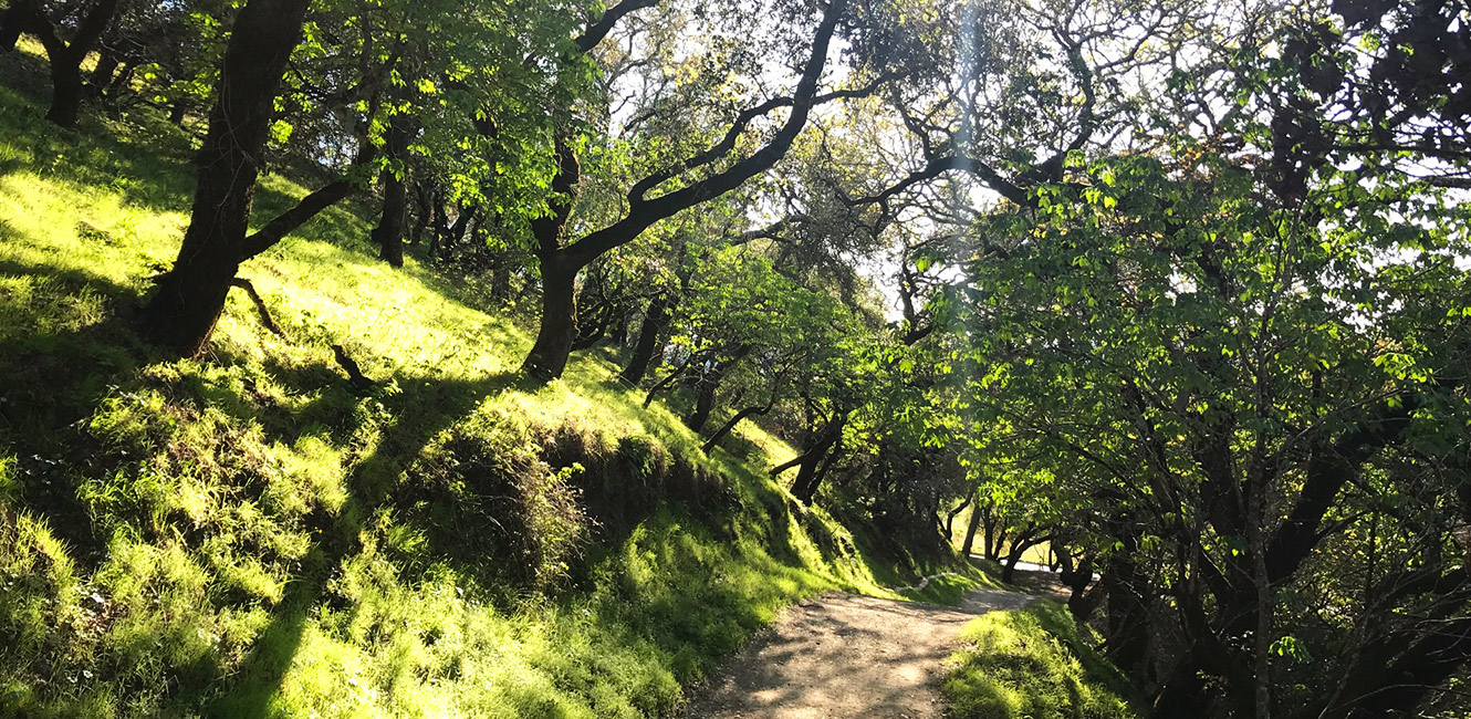 North Ridge Trail at Shiloh Ranch Regional Park