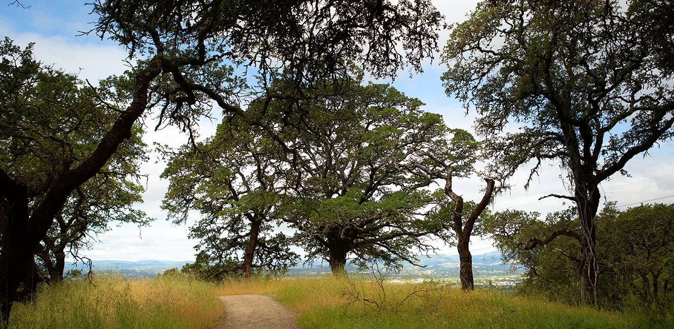 Oak woodlands at Shiloh Ranch Regional Park