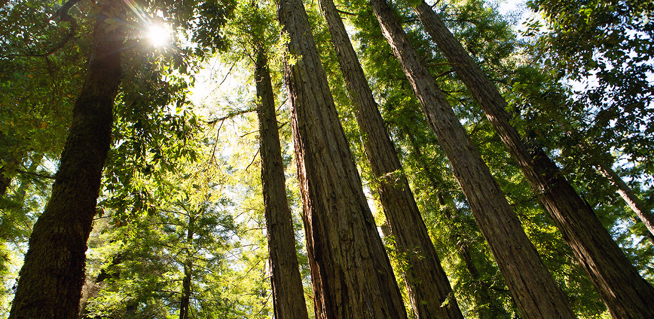 Redwoods at Soda Springs Reserve