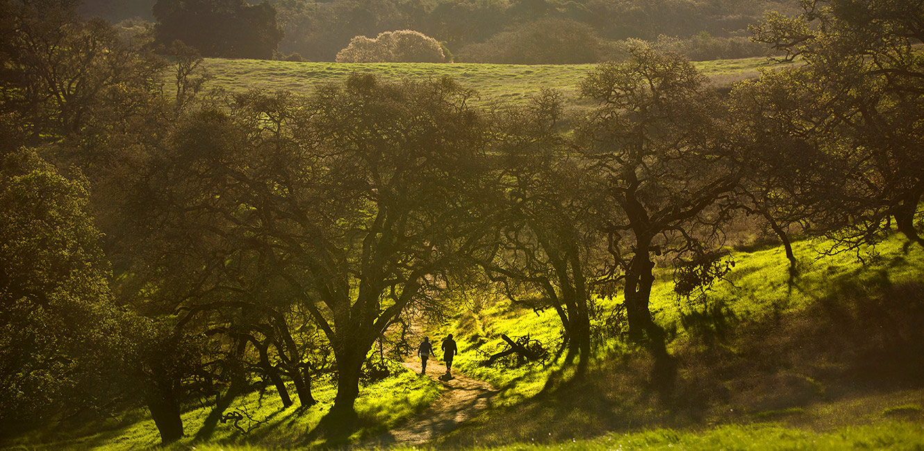 Hiking at Taylor Mountain Regional Park and Preserve